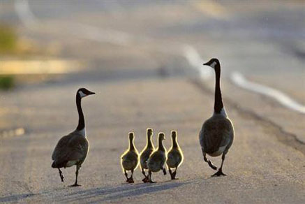 【干貨滿滿】為什么要買學(xué)區(qū)房，看完你就懂了